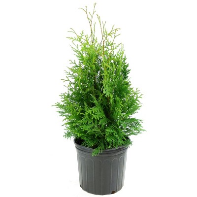 Arborvitae 'Green Giant' U.S.D.A. Hardiness Zones 5-8 Cottage Hill