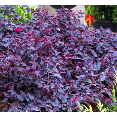 2gal Red Chocolate Loropetalum Plant with Red Blooms - National Plant Network: Full Sun, Early Spring Bloom