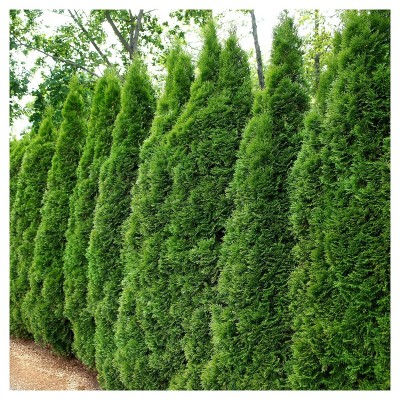 Arborvitae 'Emerald Green' 1pc - National Plant Network U.S.D.A Hardiness Zone 4-9 - 2.25 Gallon: Live Privacy Hedge & Windbreak