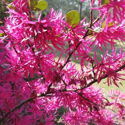 Loropetalum 'Daruma' 2.25gal U.S.D.A. Hardiness Zones 7-10: 1pc - National Plant Network, Outdoor Garden Shrub