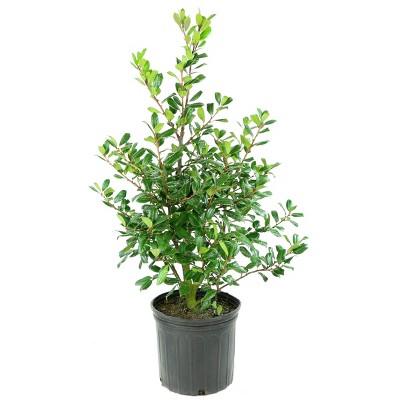 Holly 'Nellie R. Stevens' 1pc U.S.D.A. Hardiness Zones 6-9 National Plant Network 2.25gal: Evergreen Outdoor Shrubbery