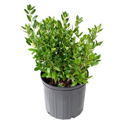 Holly 'Needlepoint' 2.25gal U.S.D.A. Hardiness Zones 7-9 - 1pc - National Plant Network: Live Shrub for Hedges & Gardens